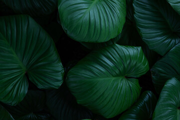 abstract tropical leaf textures on dark tone, natural green background.