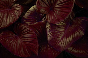 abstract tropical leaf textures on dark tone, natural green background.