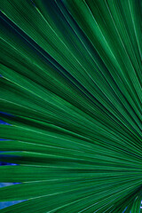 abstract palm leaf textures on dark blue tone, natural green background.
