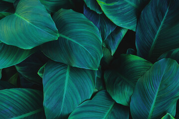 abstract tropical leaf textures on dark tone, natural green background.