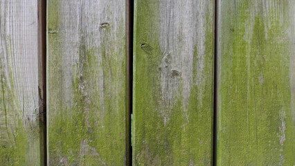 wood moss texture background