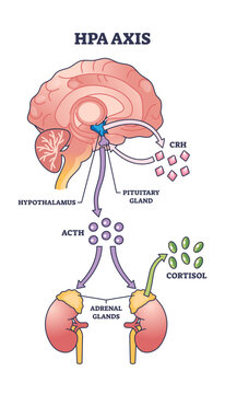 HPA axis regulation is shown with the brain, pituitary gland, and adrenal glands connected by arrows and labeled hormones, transparent background.