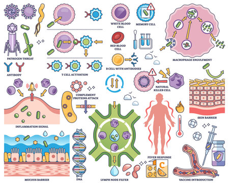 Immune system defense illustrated with cells, antibodies, and pathogens in an outline style collection, transparent background. Outline style collection