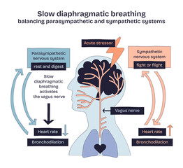 Slow diaphragmatic breathing balances the parasympathetic and sympathetic systems, showing brain, vagus nerve, and arrows, transparent background. Doodle style diagram