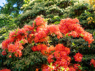 Wide view of Rhododendron calendulaceum (Flame Azalea) shrubs covered in vibrant orange-red flowers, blooming in a lush green garden under bright daylight.