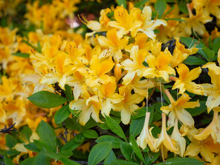 Close-up of Rhododendron luteum (Yellow Azalea) flowers in full bloom, with bright yellow petals and green leaves, captured in soft natural light in a garden setting.