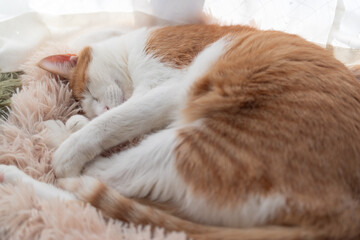 窓辺で眠る可愛い猫　茶トラ白	