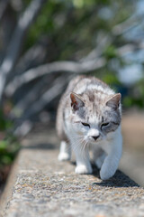 歩いて近寄ってくる可愛い猫	