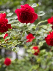 Red rose on a bush in the rain. Red roses in garden