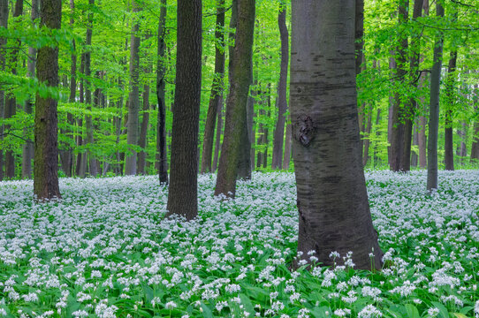 Beech tree forest with blooming Ramsons in Hainich National Park, Germany