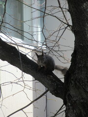 Squirrel on a tree looking towards the camera