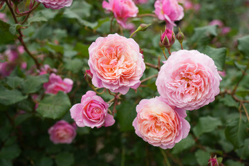 バラの花
