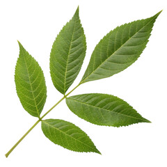 Obraz premium Fresh green ash leaf isolated on a white background showcasing distinct serrated edges and vibrant color