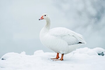 Fototapeta premium White domestic goose isolated on white background. A white duck stands on a snowy surface.