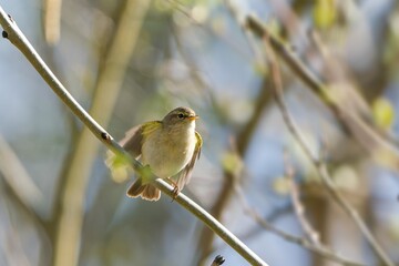 A common chiffchaff sits on a  branch. Phylloscopus collybita. Song bird in the nature habitat.