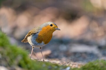 Closeup portrait of a european robin. A redbreast in the nature habitat.  Erithacus rubecula