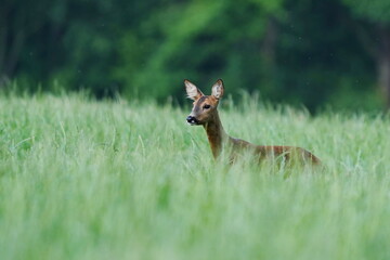 A cute doe stands in tall grass. wildlife scene with a roe deer. Capreolus capreolus.