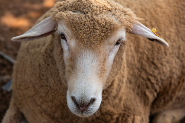 sheep in the pasture