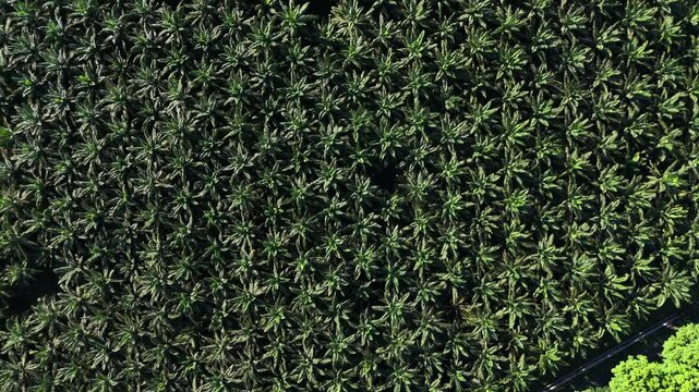 Aerial drone view of palm oil tree plantation in sumatra indonesia birds eye view bukit lawang