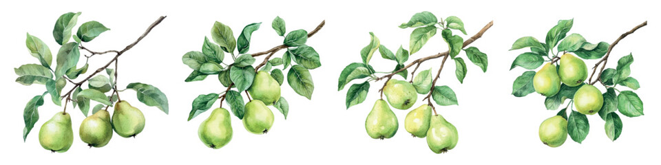 Fototapeta premium Watercolor set of pear tree branches with pears and leaves. Green pears hanging on a tree branch with leaves. Concept of ripening and growing fruit. Watercolor elements of fruit trees.