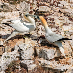 Two Gannets greeting each other 