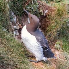 Guillemot on cliff