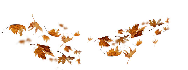  leaves wind  isolated autumn winter season background falling fall platanus tree wid air w