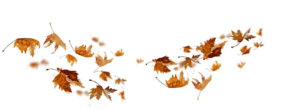  leaves wind  isolated autumn winter season background falling fall platanus tree wid air w