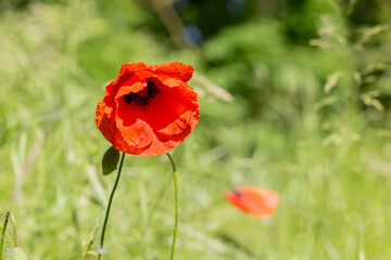 Obraz premium rote Mohnblume auf einer Wiese