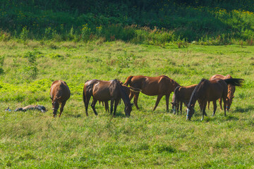 日本の風景・夏　北海道日高地方　馬産地