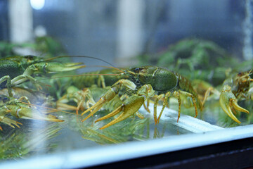Freshwater crayfish displayed in aquarium showcasing vibrant green shells and lively movements