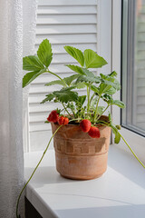 Healthy strawberry plant with red berries and green leaves in a clay container.