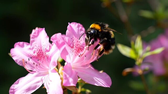 Bumblebee Collecting Pollen on Vibrant Pink Azalea Flower with Blurred Background Under Soft Sunlight Representing Springtime and Pollination Close Up