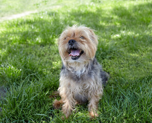 Cute dog sitting on the grass in a spring park. Dog on nature walk