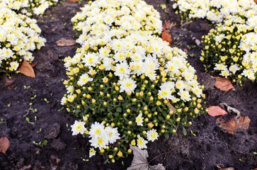 Chrysanthemums growth in the city park. Cluster of beautiful chrysanthemum. Autumn flower bed in the garden. Selective focus, blurred background