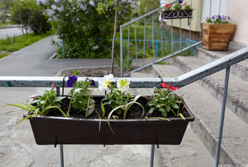 Decorative planter box with blooming flowers. Ornamental plants at city street, near residential building