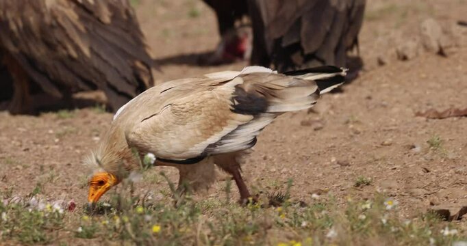 Egyptian vulture walking slowly across flat and dry open terrain.
