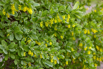 Beautiful unripe barberry bush in the spring garden. Family name Berberidaceae, Scientific name...
