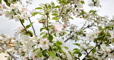Blooming branch of a apple tree. Flowering apple tree. Soft focus image of blooms tree in spring time