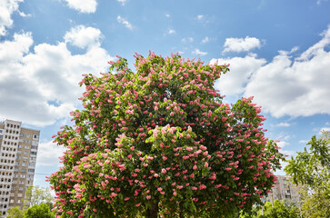 Chestnut in bloom on city street in Kyiv, Ukraine. Red flowers of chestnuts tree in spring time. Selective focus, blurred background