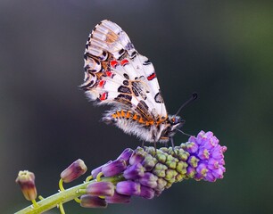 butterfly on a flower
