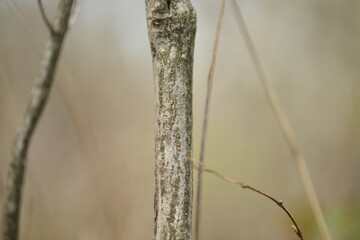 A detailed view of Korean winged spindle tree (Euonymus macropterus) with green foliage and red...