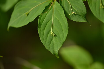 A detailed view of Korean winged spindle tree (Euonymus macropterus) with green foliage and red fruits in natural environment, photographed in Korea.
