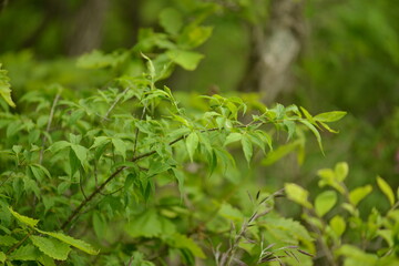 A detailed view of Korean winged spindle tree (Euonymus macropterus) with green foliage and red fruits in natural environment, photographed in Korea.