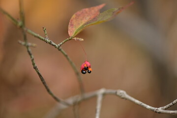 A detailed view of Korean winged spindle tree (Euonymus macropterus) with green foliage and red fruits in natural environment, photographed in Korea.