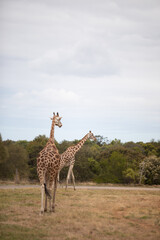 giraffe in the wild