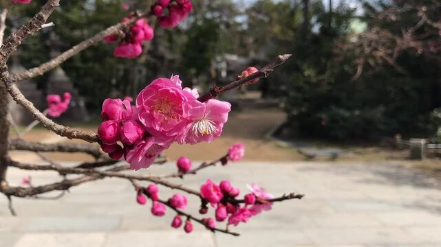 日本、京都、神社、北野天満宮、梅花、春、風景、写真素材