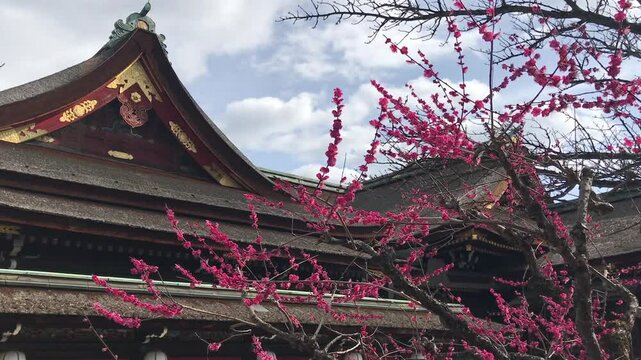 日本、京都、神社、北野天満宮、梅花、春、風景、写真素材