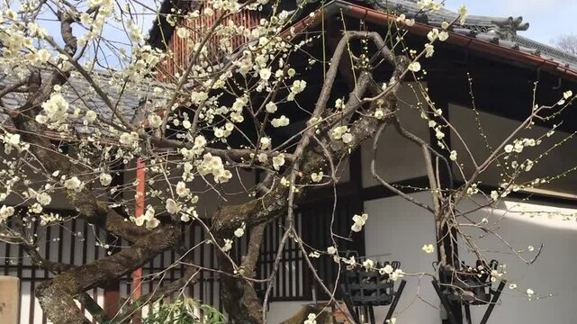 日本、京都、神社、北野天満宮、梅花、春、風景、写真素材