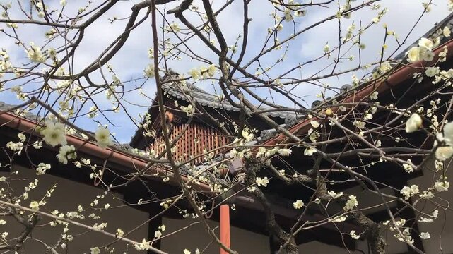 日本、京都、神社、北野天満宮、梅花、春、風景、写真素材